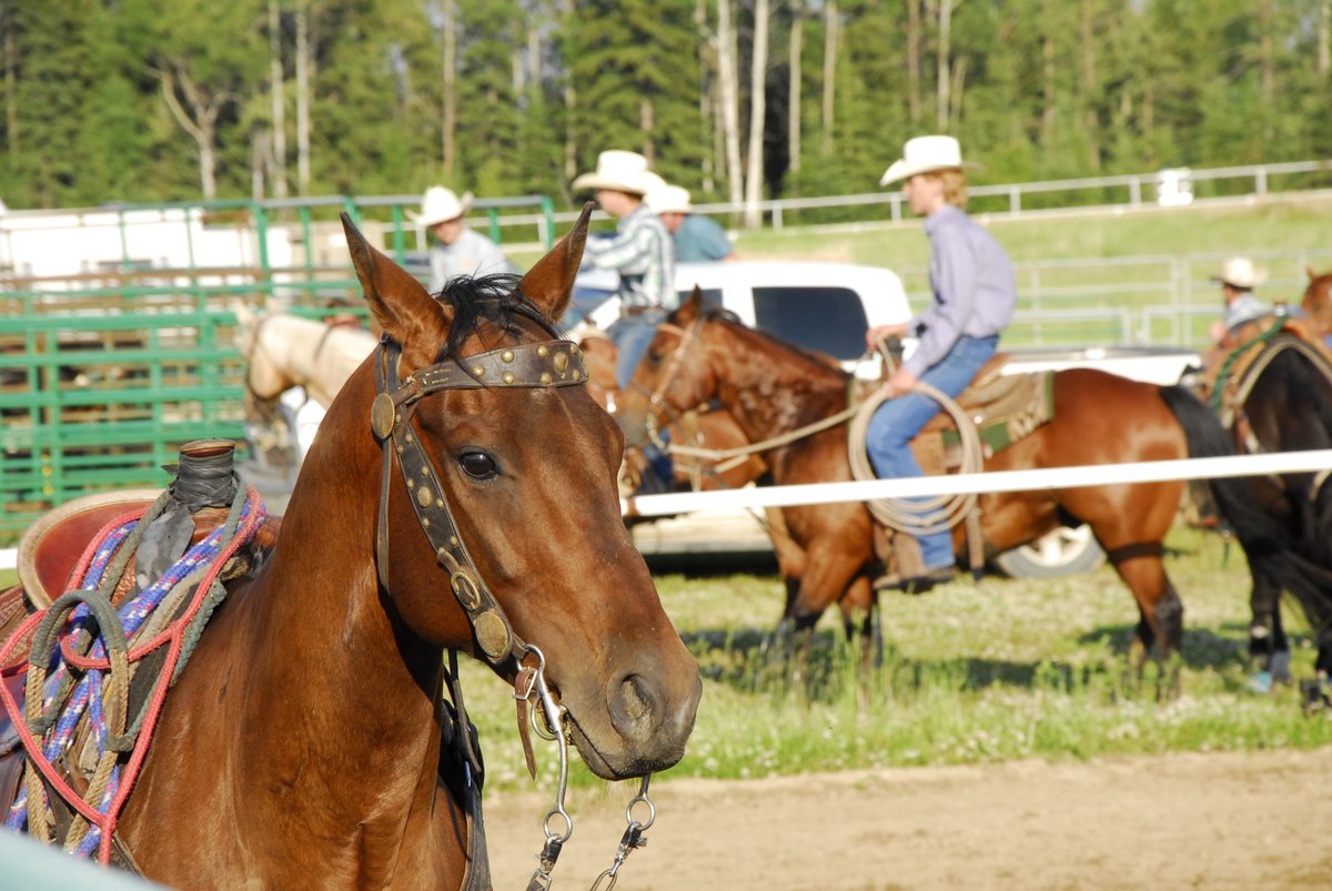 EllenMacCormac's tweet photo. Local rodeo, 2018. https://t.co/3HwLklb4rW