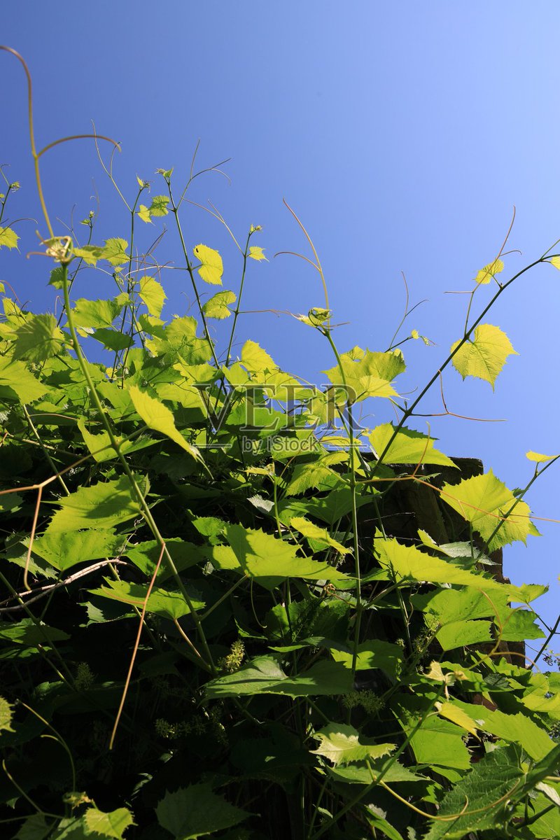 Carian Holland tweet media