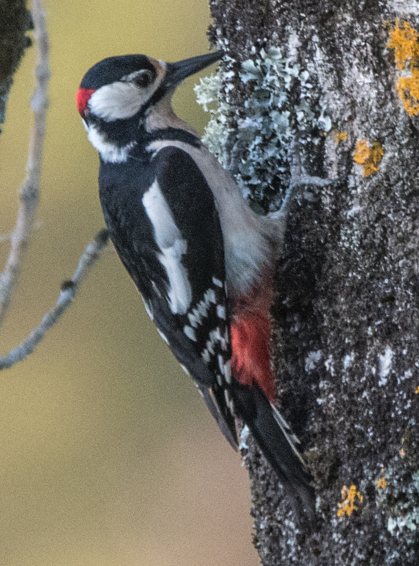 Peter Joyce tweet media