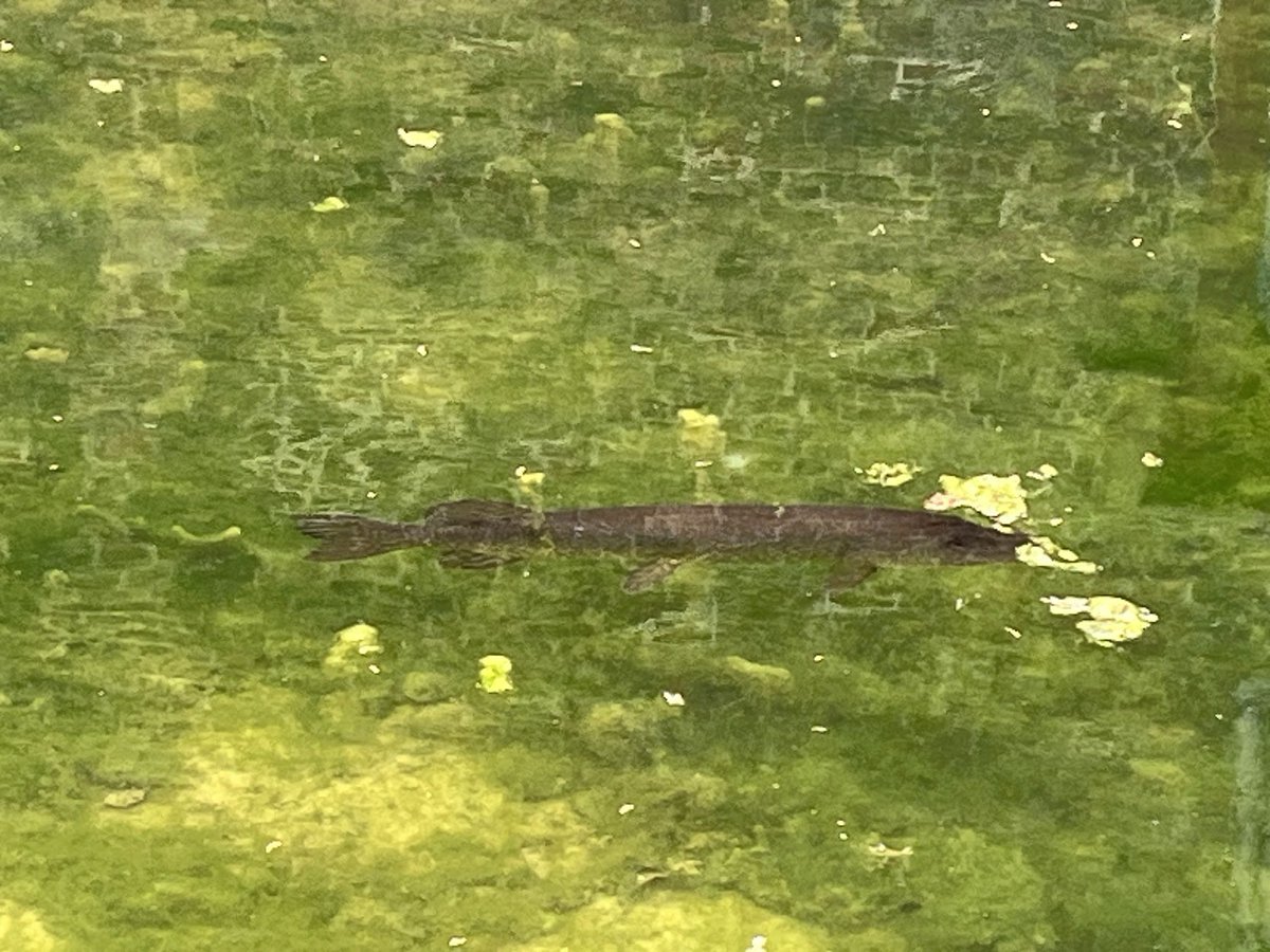 lingosia's tweet photo. Some of the  animals spotted on a walk around #OxburghHall: a pike, a speckled wood butterfly with its chocolate- coloured wings, a green-veined white and a wooden bat among bluebells #Oxborough  #Norfolk https://t.co/hMHxGss6b6