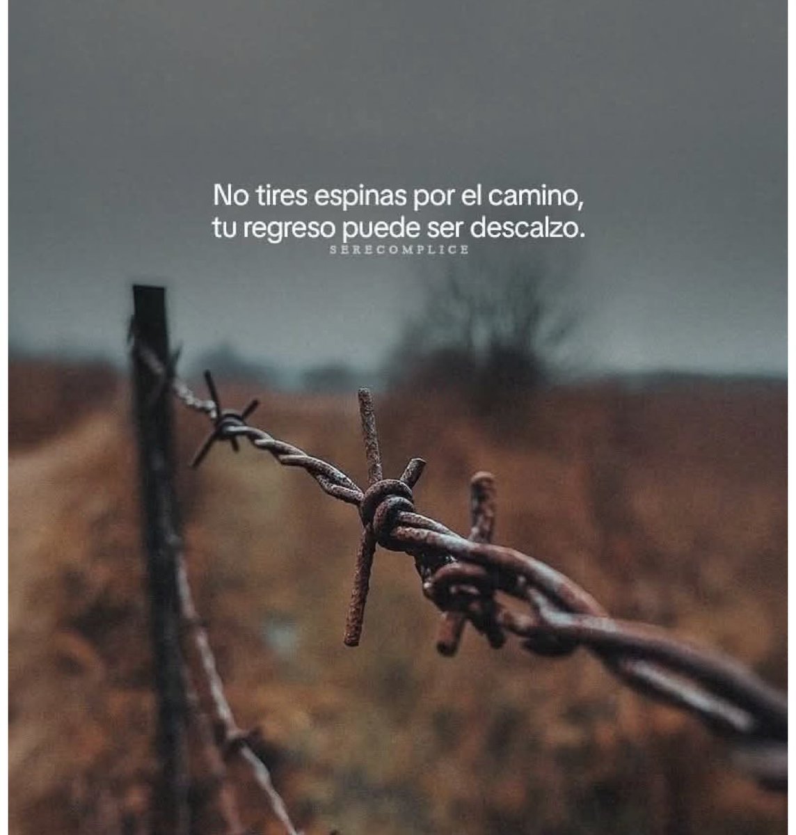 Charo Fernández tweet media