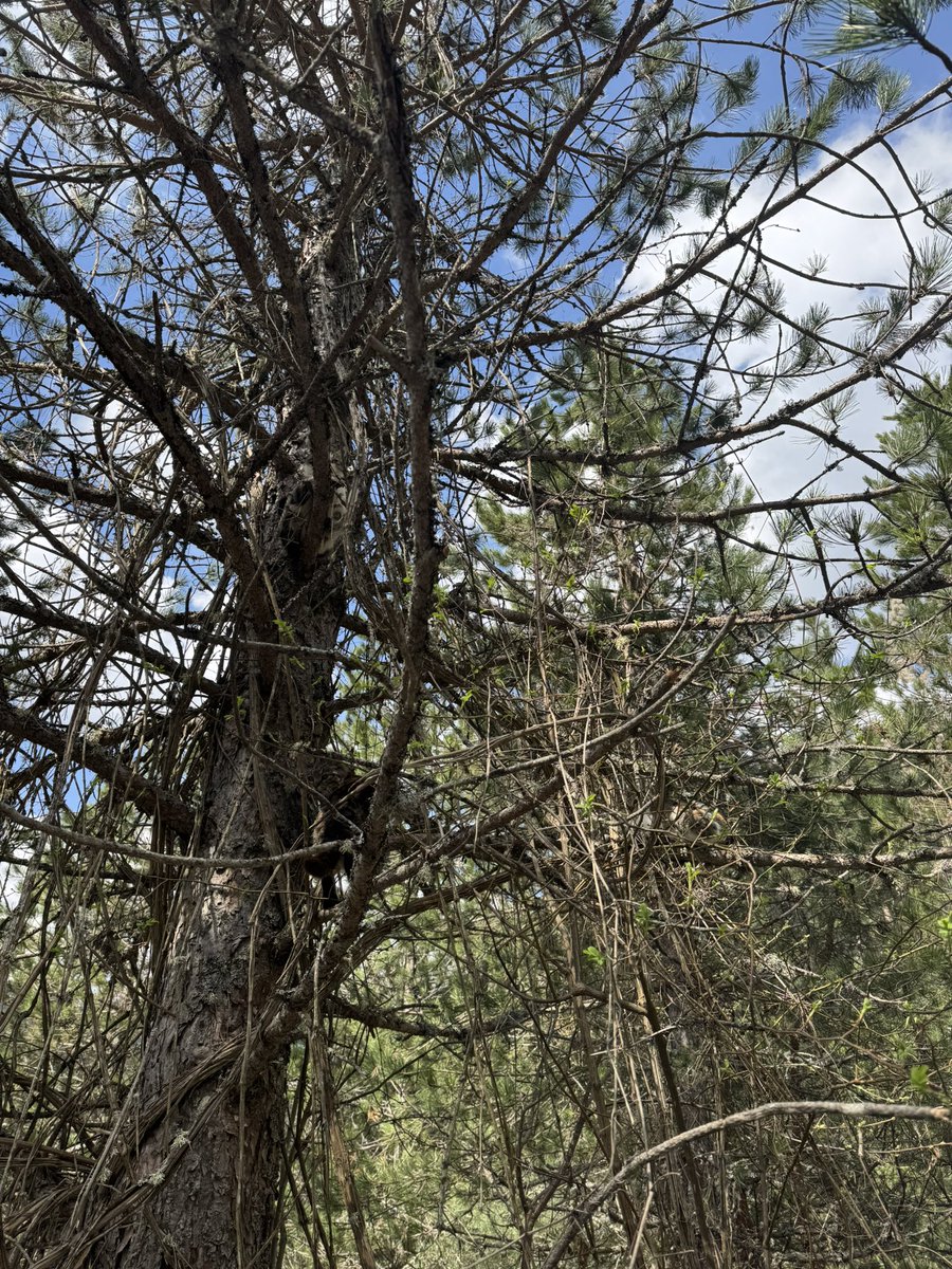 бабка в кедах tweet media