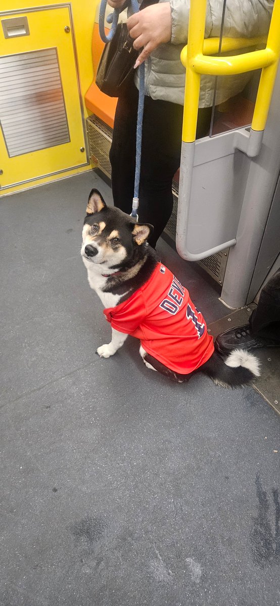 Tatro617's tweet image. Super shitty day out in Boston pouring rain and cold, especially for a #marathon  ( #bostonmarathon )  but its cool cuz i got to kick it with this kewl guy on the train for a few. 

I didnt get his name what would you name him?? 

I cant wait to get my own 🤣

#doggo #boston