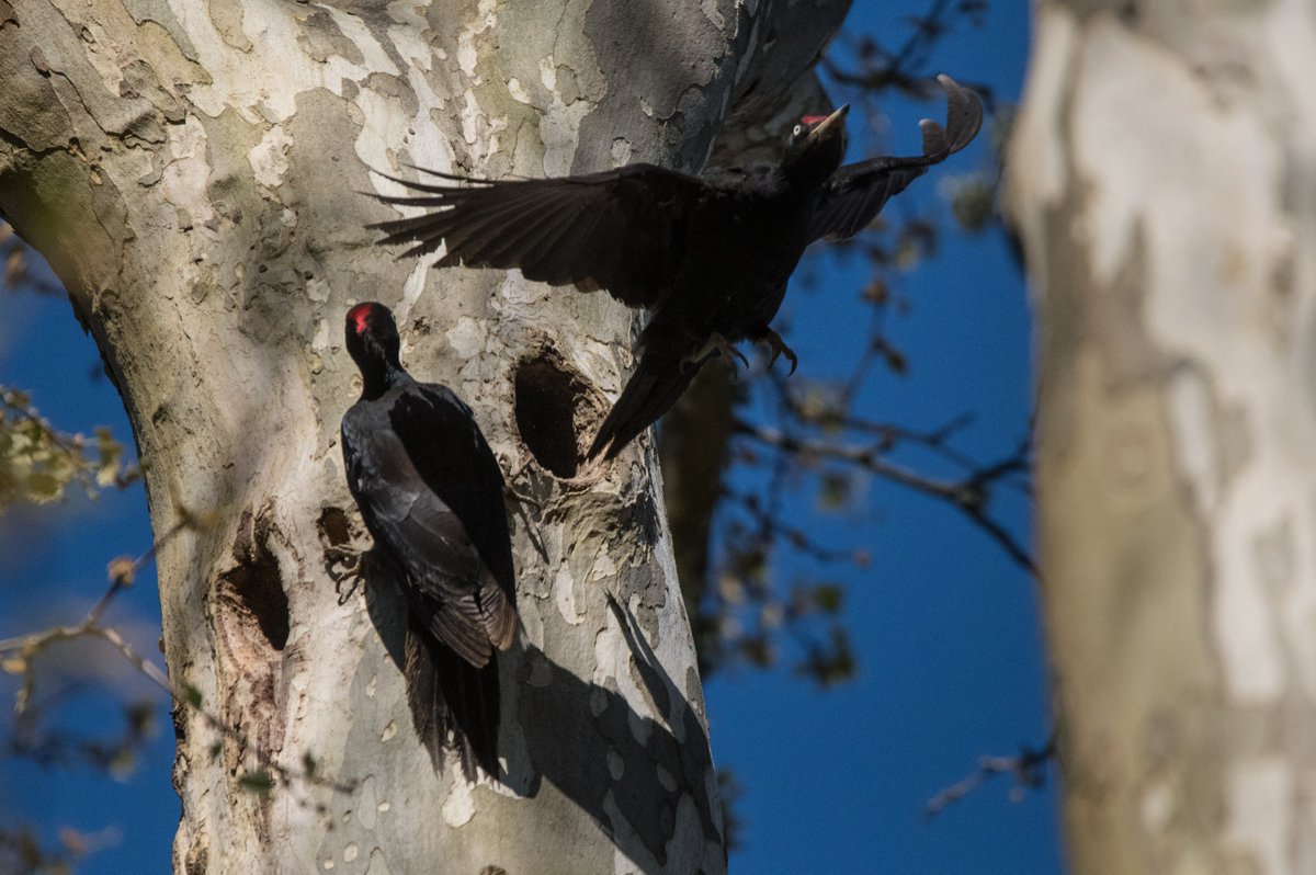 Peter Joyce tweet media