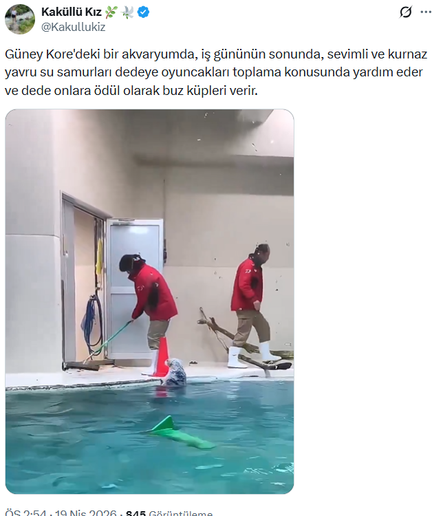 malumatfurusorg's tweet photo. Deniz samurlarının gün sonunda temizlik yapan görevlilere oyuncakları toplamaya yardım ettiği görülen video Güney Kore'de değil, Japonya'da kaydedilmiş.

Japonya'daki Toba Akvaryumu'ndaki May-chan ve Kira-chan adlı su samurlarının görüntüsü sosyal medyada ilgiyle karşılandı. 
 
https://t.co/KE5DstUMm4
https://t.co/9Vfvs2DDQM
https://t.co/jtKDMKi4uq
https://t.co/Quz3mORzeO
https://t.co/5ikxTHUw65
https://t.co/ak7wrHMDwB