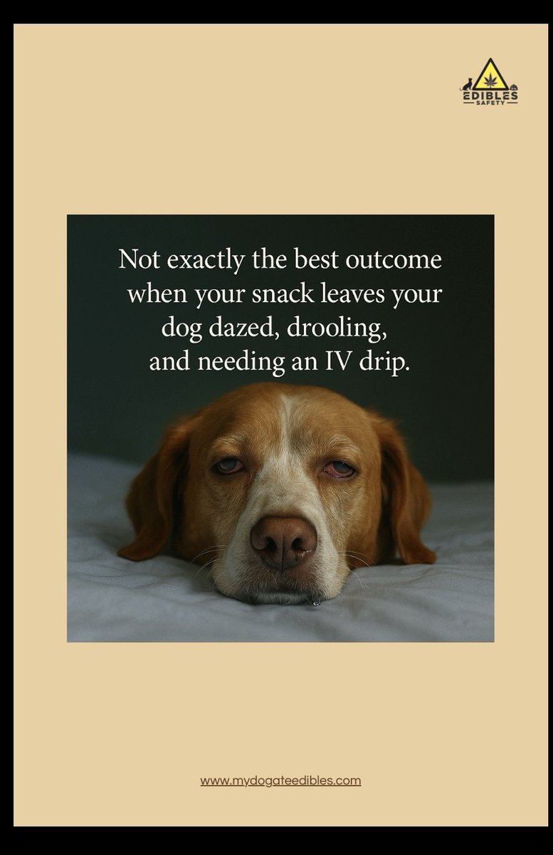 mydogateedibles's tweet image. Not exactly the best outcome when your snack leaves your dog dazed, drooling, and needing an IV drip.
#dogs #dogsafety #cannabis #edibles #petcare #THC #CBD
mydogateedibles.com