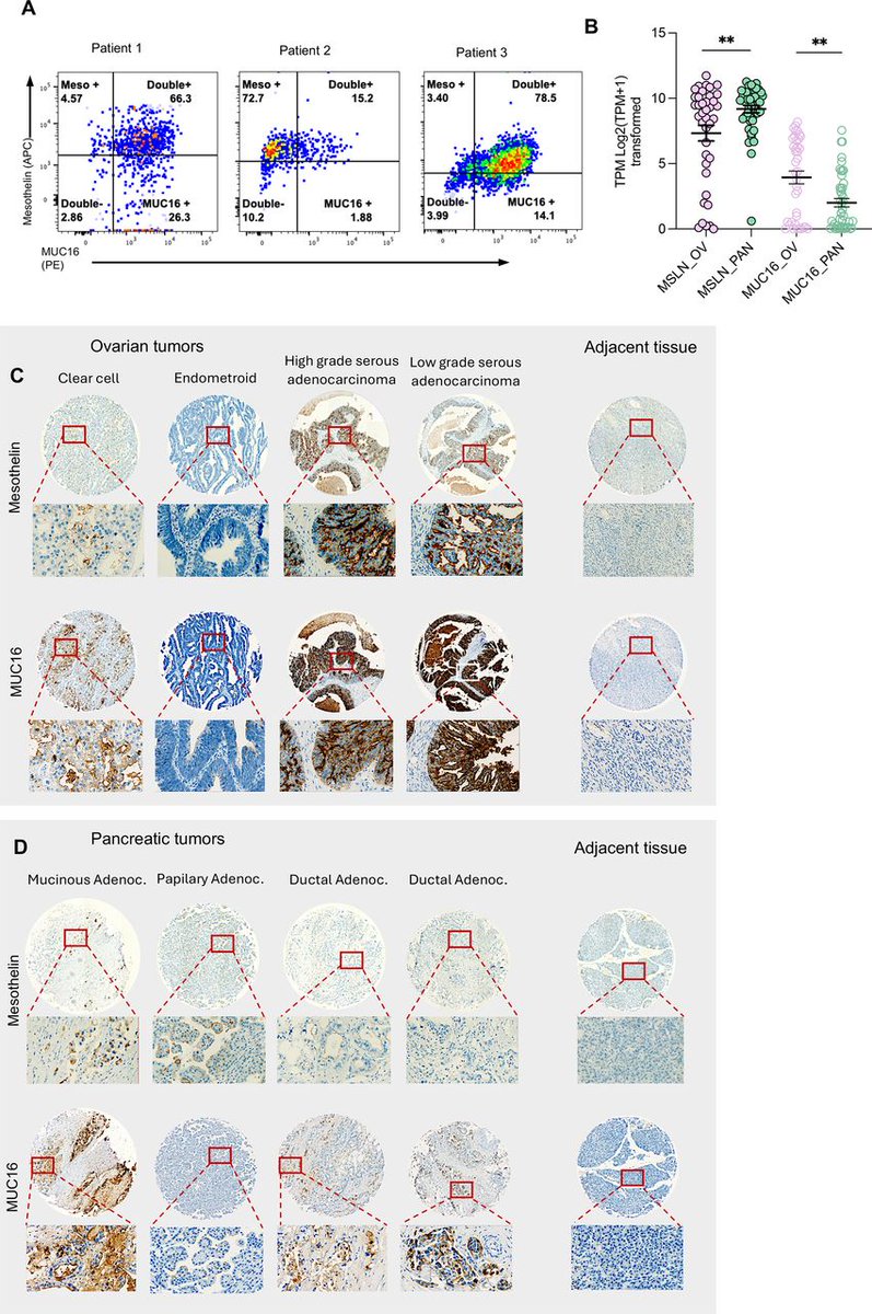 Journal for ImmunoTherapy of Cancer tweet media