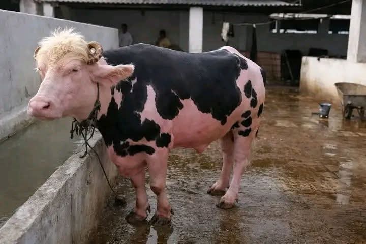 کوئی ہے جو بتائے یہ معصوم گائے کون ہے