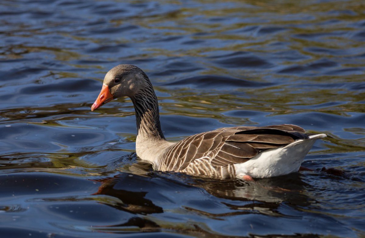 Duck duck goose