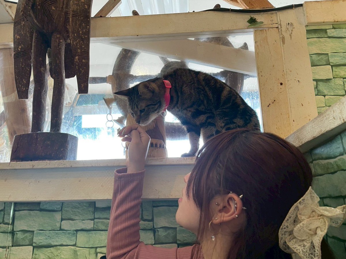 081004Syam's tweet photo. 保護猫カフェ天国だった🐱✨
ずっとお膝に乗っててくれた子連れて帰りたかった😢 https://t.co/BtonmeAEfm
