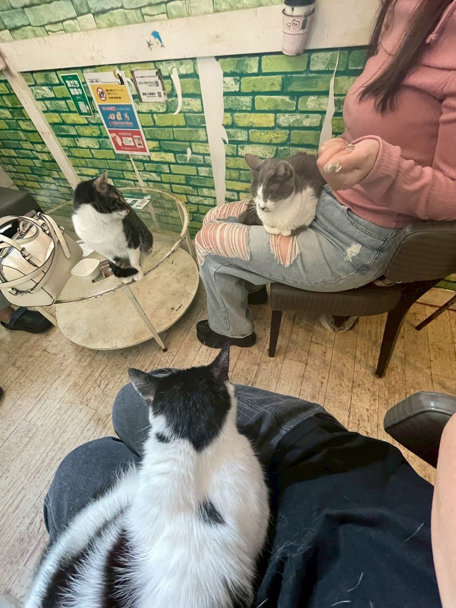 081004Syam's tweet photo. 保護猫カフェ天国だった🐱✨
ずっとお膝に乗っててくれた子連れて帰りたかった😢 https://t.co/BtonmeAEfm