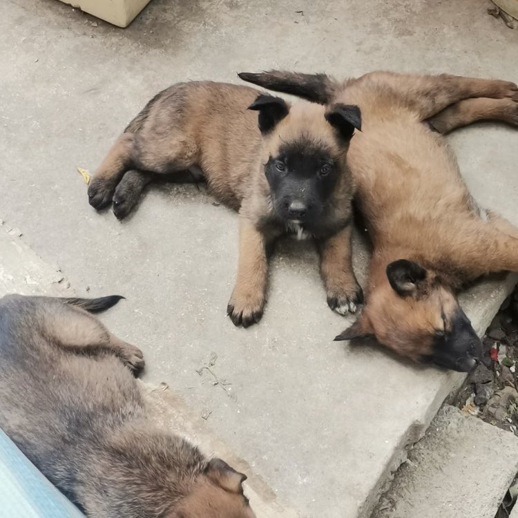 Dra Alejandra tweet media