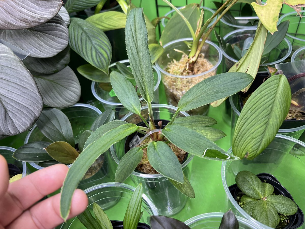 Kazuto☆大٩(ˊᗜˋ*)و阪☆ tweet media