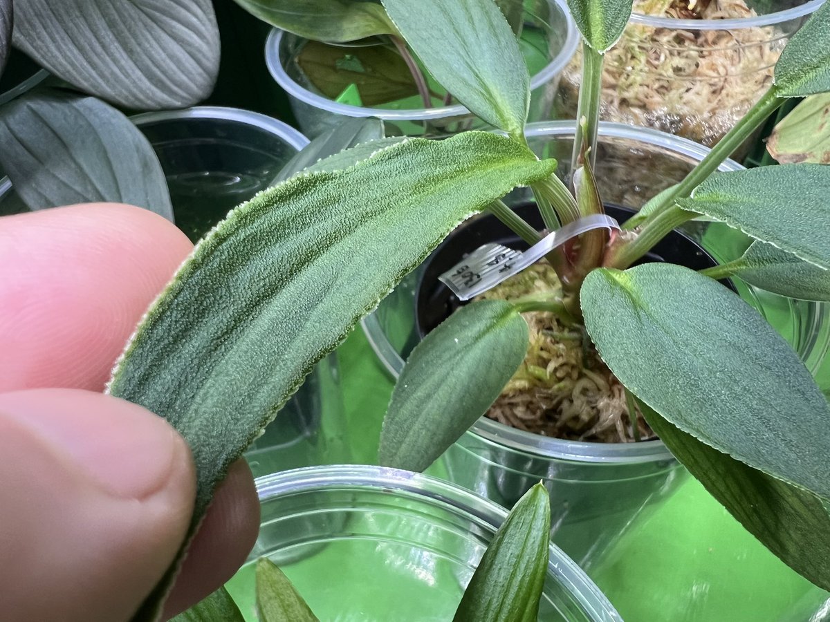 Kazuto☆大٩(ˊᗜˋ*)و阪☆ tweet media