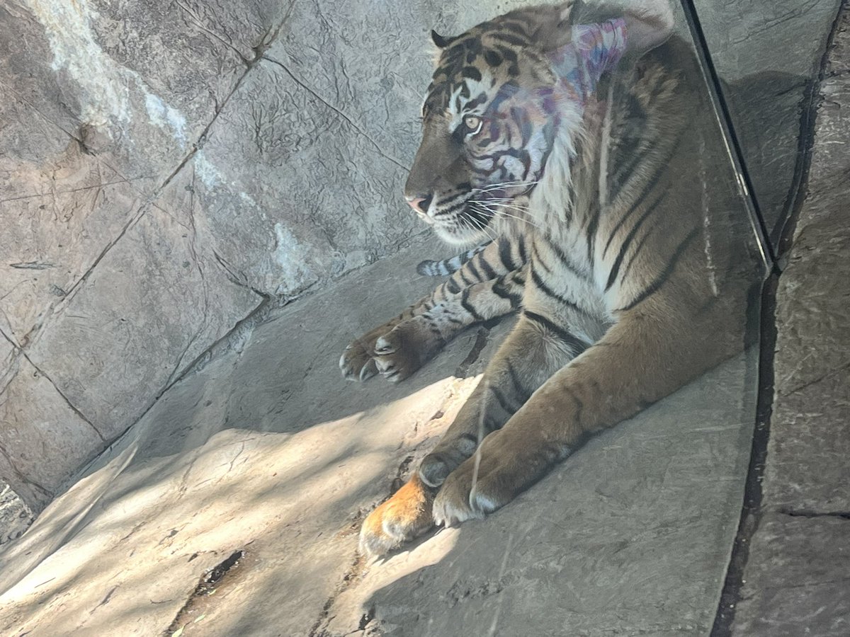 Adfree.EXE 👾⚠️【SVA】 tweet media