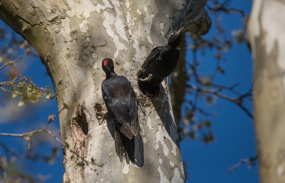 Peter Joyce tweet media