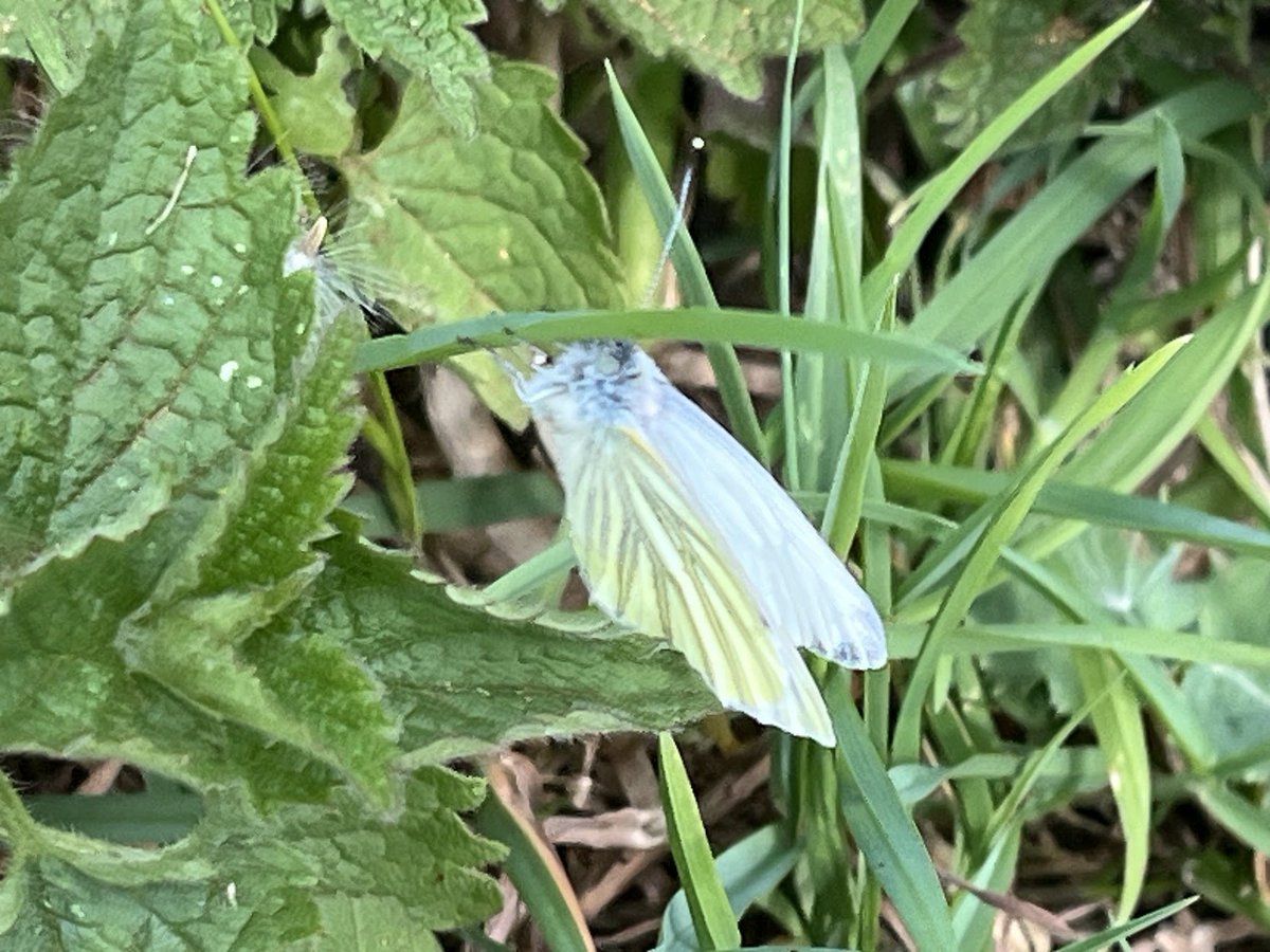lingosia's tweet photo. Some of the  animals spotted on a walk around #OxburghHall: a pike, a speckled wood butterfly with its chocolate- coloured wings, a green-veined white and a wooden bat among bluebells #Oxborough  #Norfolk https://t.co/hMHxGss6b6