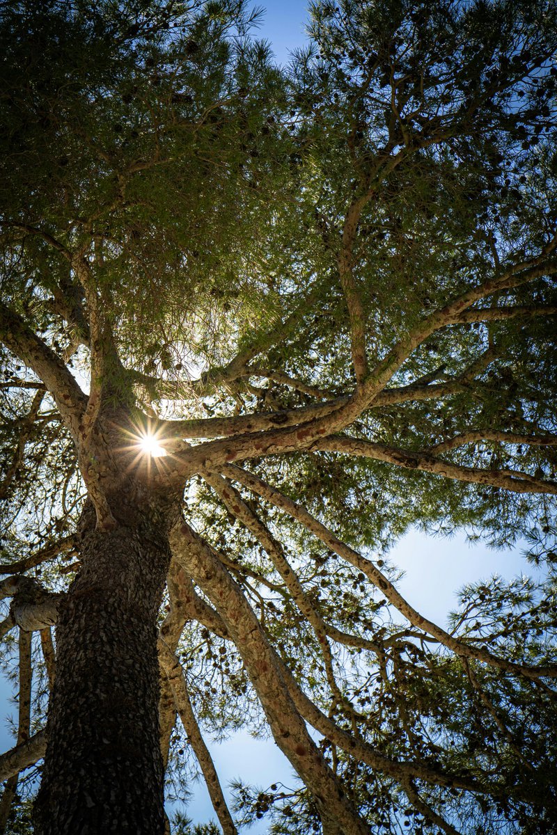 “Cuando estás en un bosque, la luz tiene otra calidad. No cae en vertical como un golpe, sino que se filtra, se fragmenta, se suaviza por su paso a través de millones de hojas. En ese viaje, la luz cambia. Se vuelve respirable. Se vuelve amable. Pierde su dureza y se convierte en