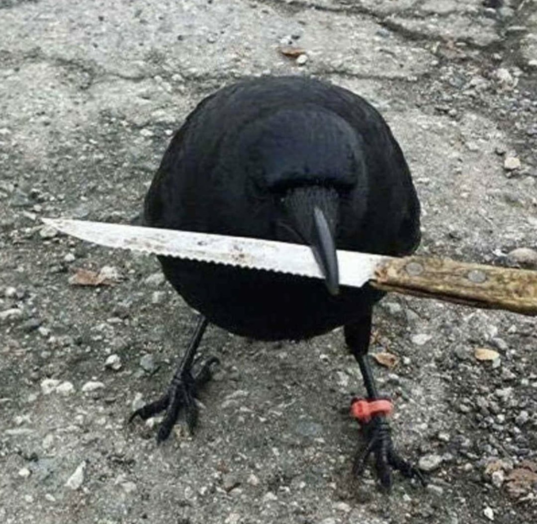 <a href="/binance/">Binance</a> crow with knife
<a href="/crow_with_knife/">crow with knife</a>