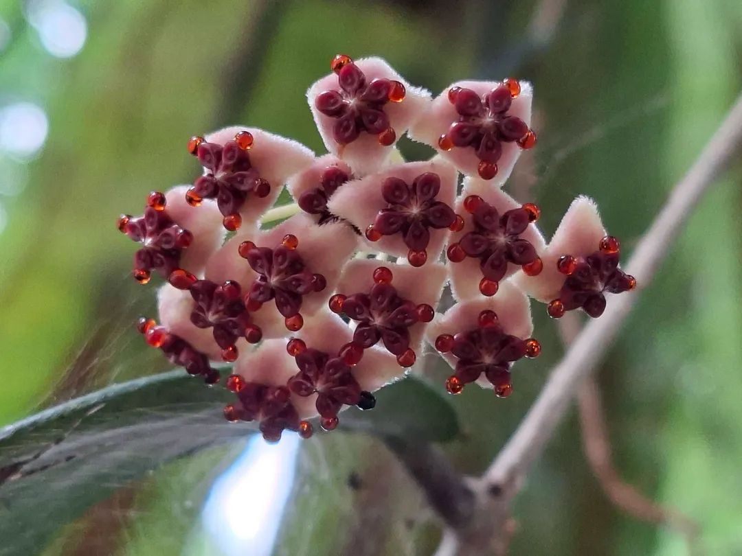 กรมอุทยานแห่งชาติ สัตว์ป่า และพันธุ์พืช tweet media