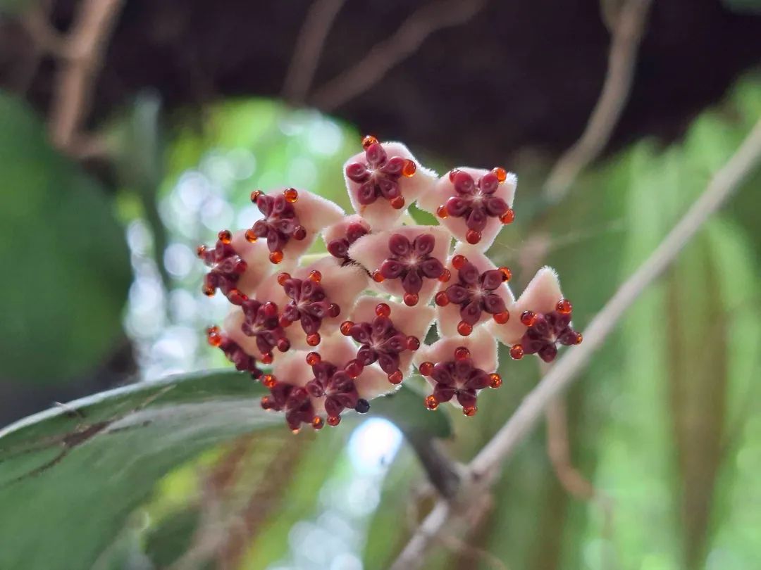 กรมอุทยานแห่งชาติ สัตว์ป่า และพันธุ์พืช tweet media