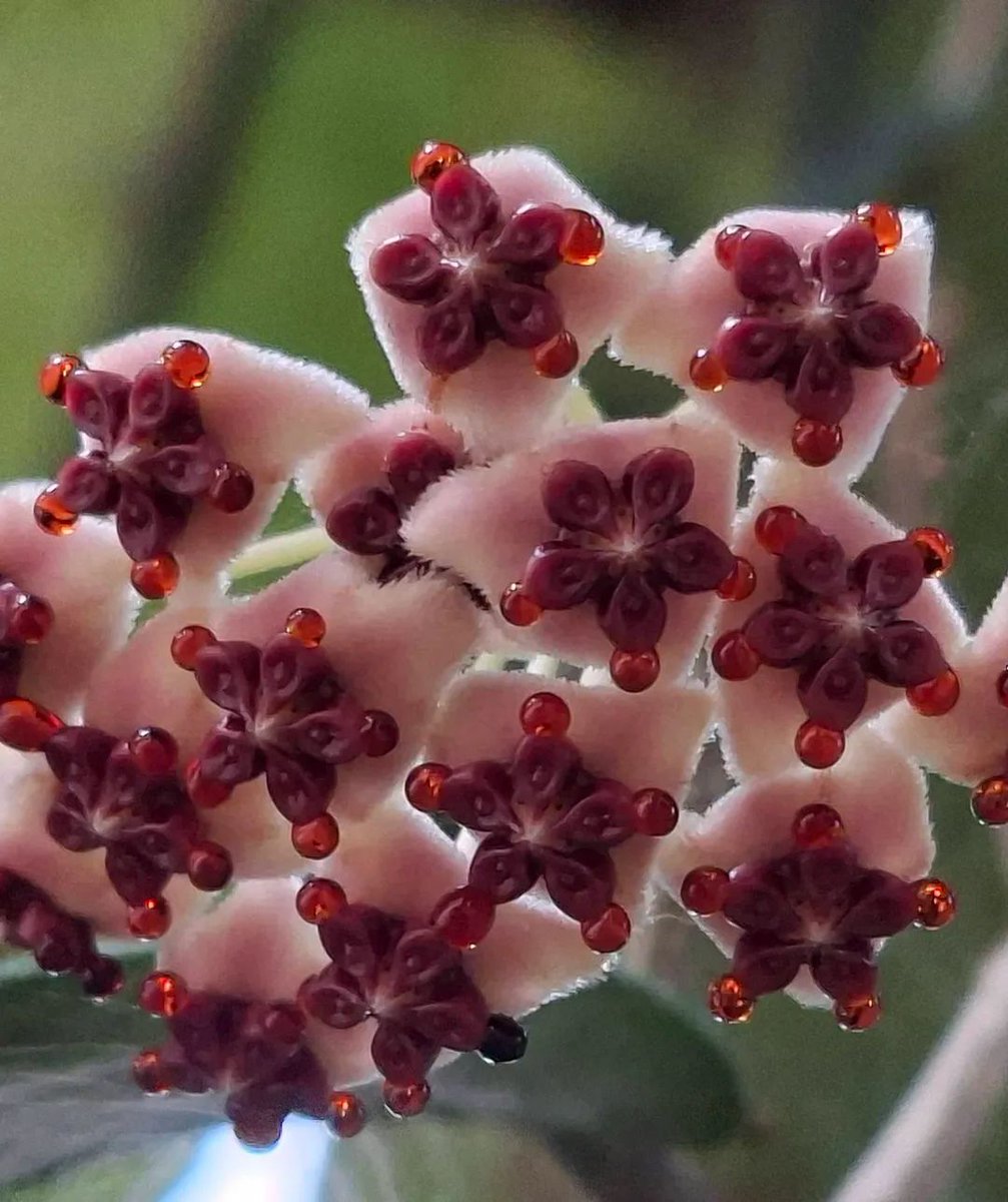 กรมอุทยานแห่งชาติ สัตว์ป่า และพันธุ์พืช tweet media