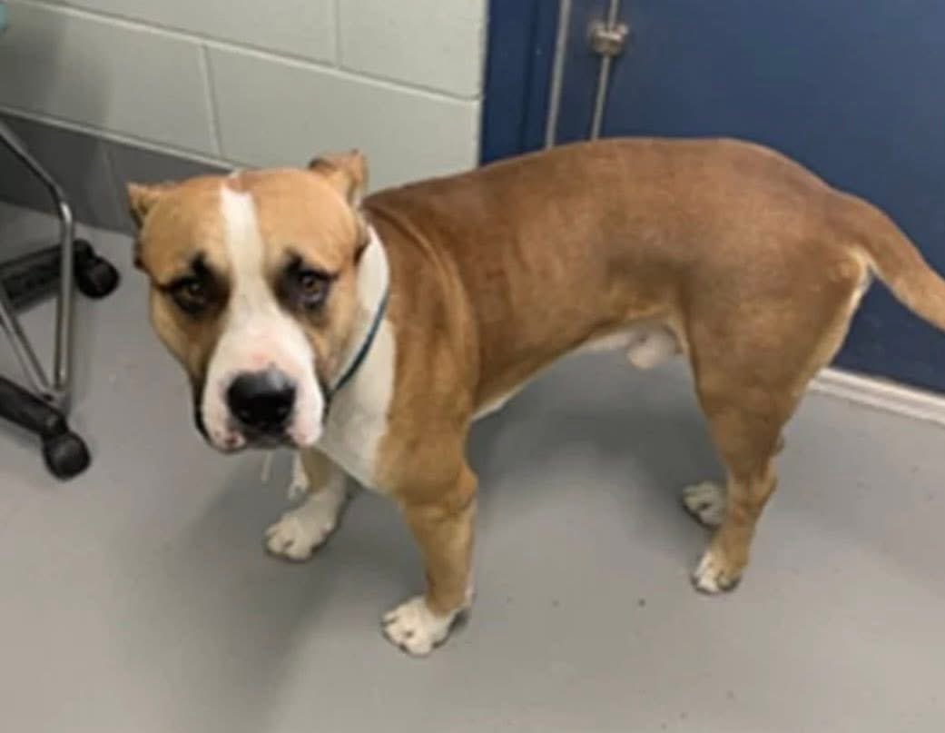 SamfromSpain's tweet image. BIG BOY #A386535, stray w/ lameness probably due 2 prior luxation of left hind femoral head
Needs FHO surgery
PLEDGE 4 MED #RESCUE
URGENT as TBK by Corpus Christi AC 4/22‼️
Save this just the right size boy
Clearly anxious but neither injury nor anxiety are reasons 2 be euthed!