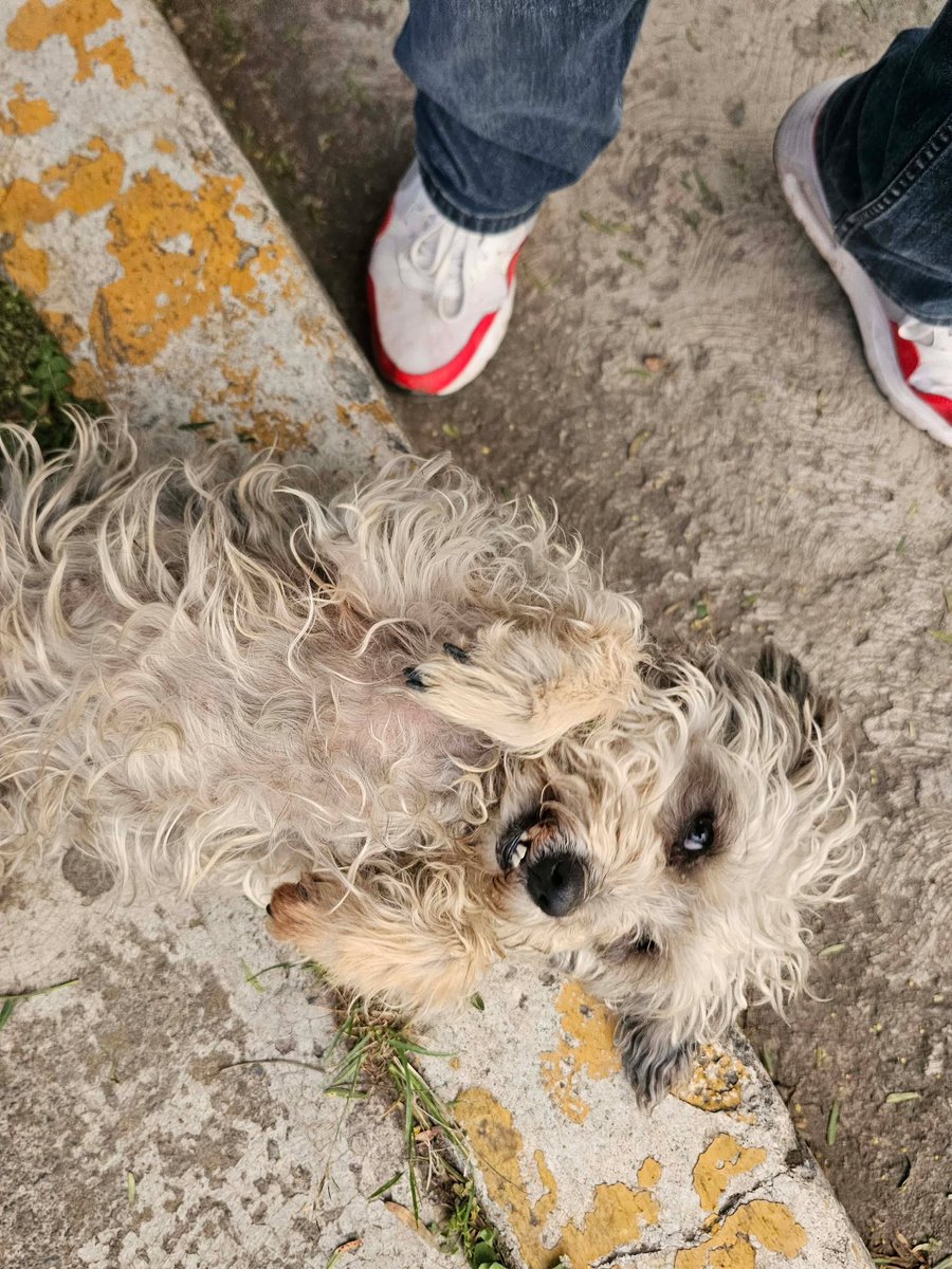 Plu2Desampara2's tweet photo. .@angienaucalpan Hola!! Hace varios días una compañera le envió este reporte, ya hay folio en Propaem, el peludo no tiene dos patas.

Colonia San Mateo Nopala, C.P. 53220 https://t.co/48LyO1LUt3