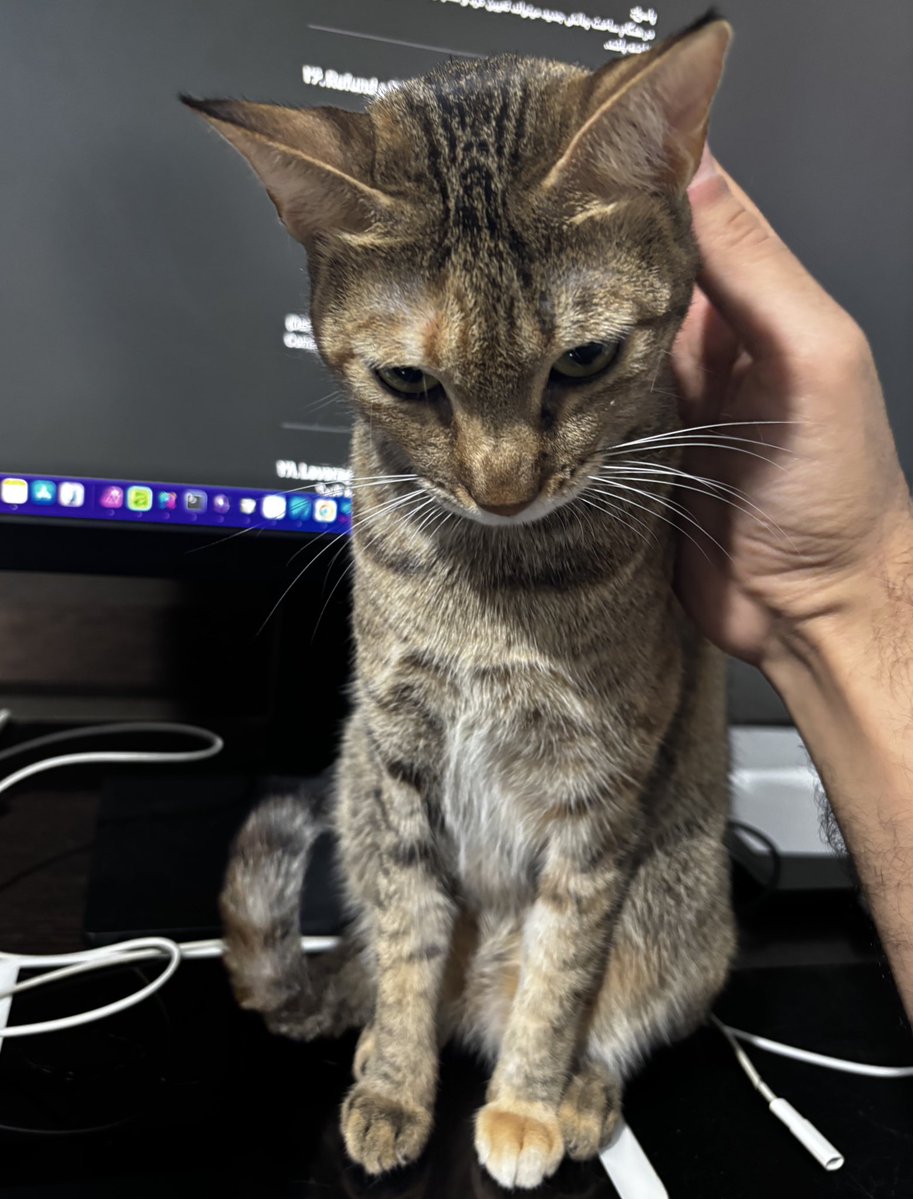 فِزبی tweet media