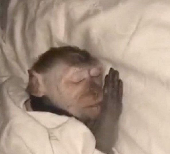 فيكتور طال عمرك tweet media