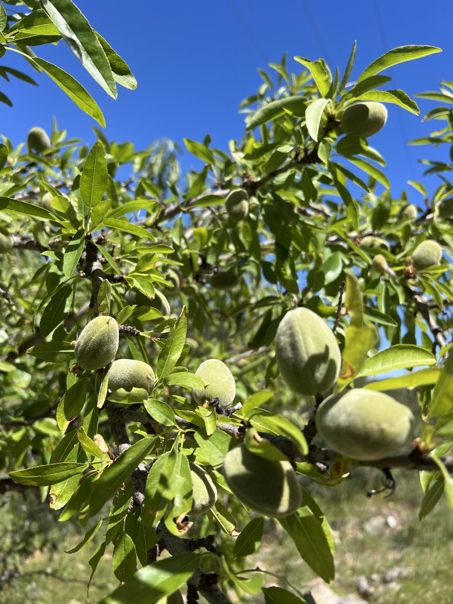 IngaMaitri's tweet photo. #almondtree #lliber #spain https://t.co/z6x508DArB