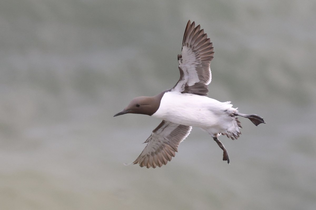 LittleBustards's tweet image. A few more from Bempton Cliffs today. Guillemot, swallow, barn owl

@Teesbirds1
@teeswildlife
@nybirdnews
@rspbengland
@natures_voice
#birdphotography #wildlifephotography #naturephotography