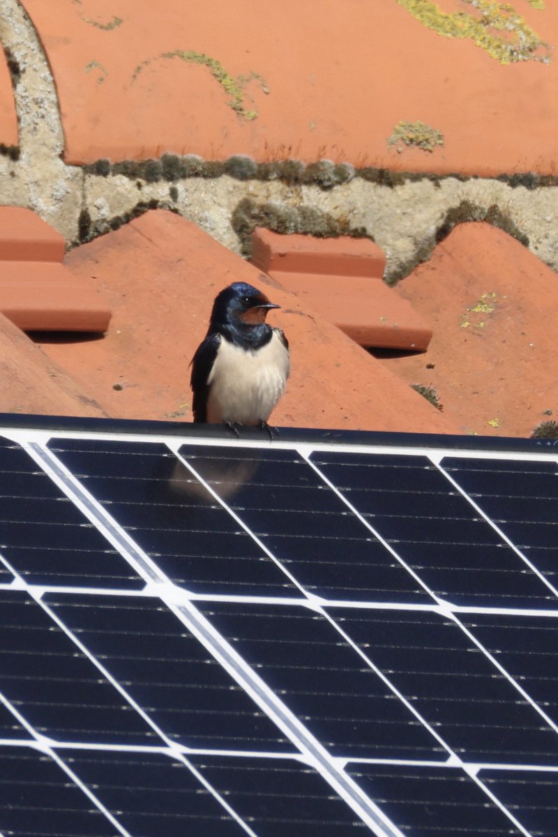 LittleBustards's tweet image. A few more from Bempton Cliffs today. Guillemot, swallow, barn owl

@Teesbirds1
@teeswildlife
@nybirdnews
@rspbengland
@natures_voice
#birdphotography #wildlifephotography #naturephotography