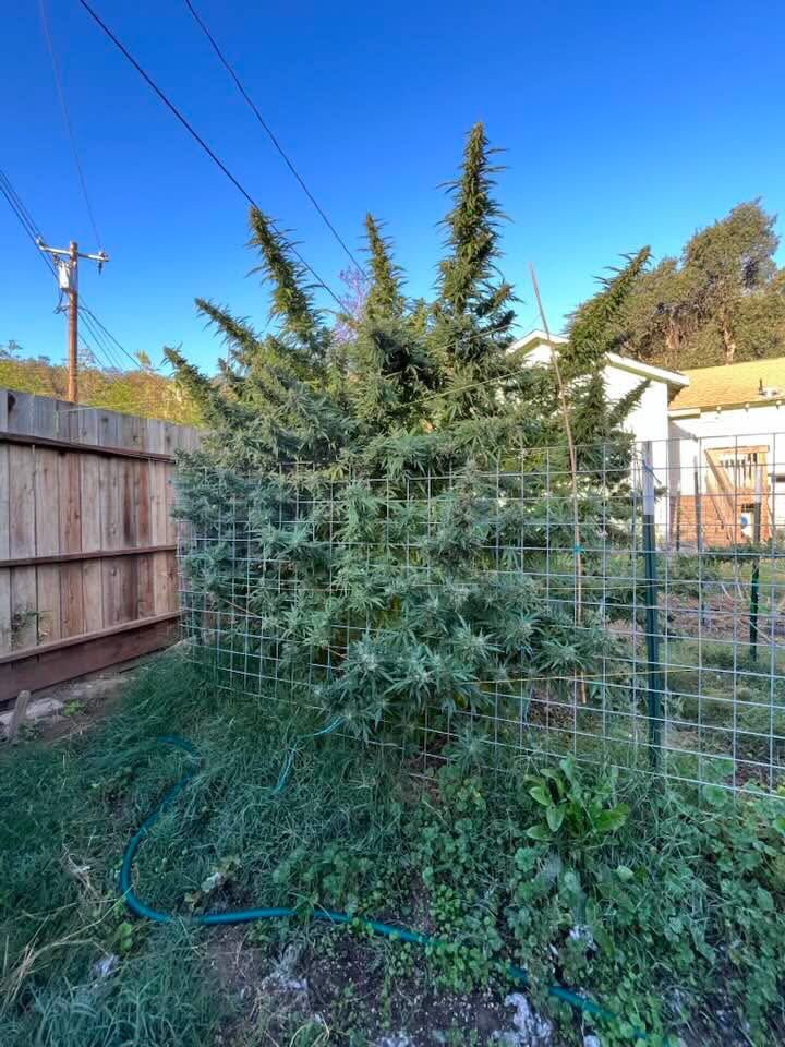 ⛽️BUD🔌 tweet media