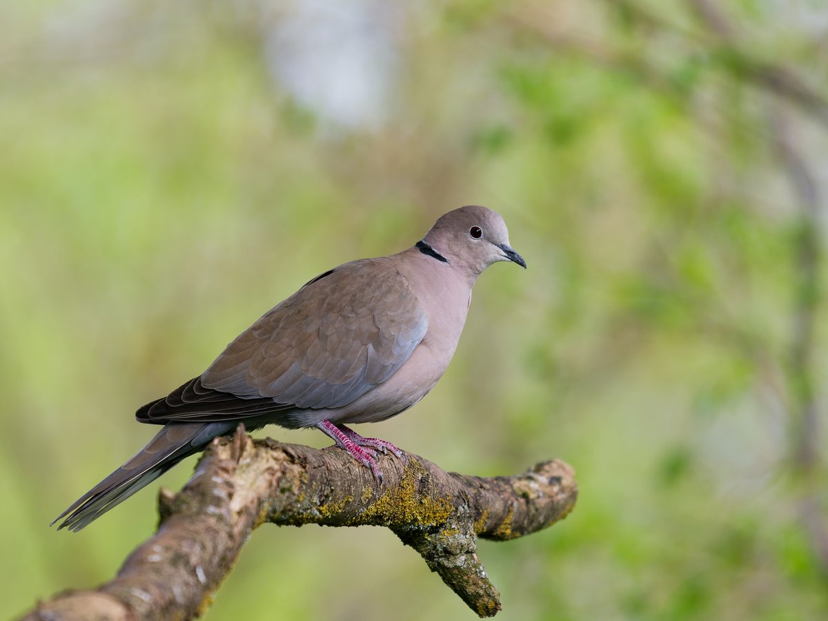 HummingBird_The's tweet image. Here's a rather lovely collared dove, from a hide in Leeds last weekend 🕊️🪶🙂 #birds #birdphotography