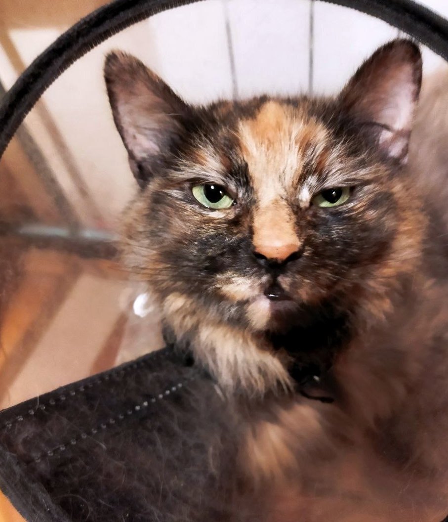 Кусалочка tweet media