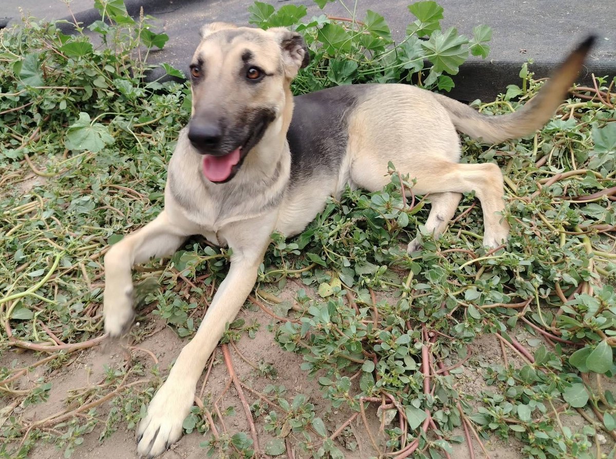 Linda perrita, de un año y dos meses, en adopción responsable. Se encuentra esterilizada, vacunada y desparasitada. Es muy dócil, cariñosa y se lleva bien con niños y otros perritos. Si deseas darle un hogar para siempre, comunícate al +56988115173. Favor RT!
#Pudahuel