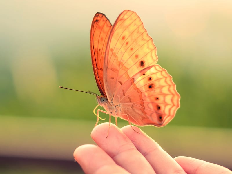 NatlNonprofits's tweet image. ✧ Hiring! ✧ {Warfordsburg, PA} | EXECUTIVE DIRECTOR | Sufi Center East. Salary posted. bit.ly/4dw8Lyh #Sufi