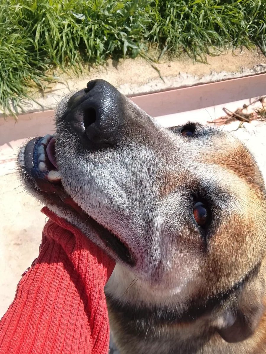 Il rifugio di Francy tweet media