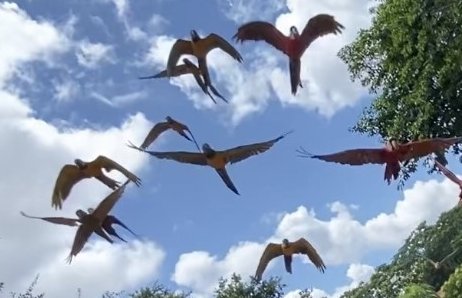 Disney Clips Guy tweet media