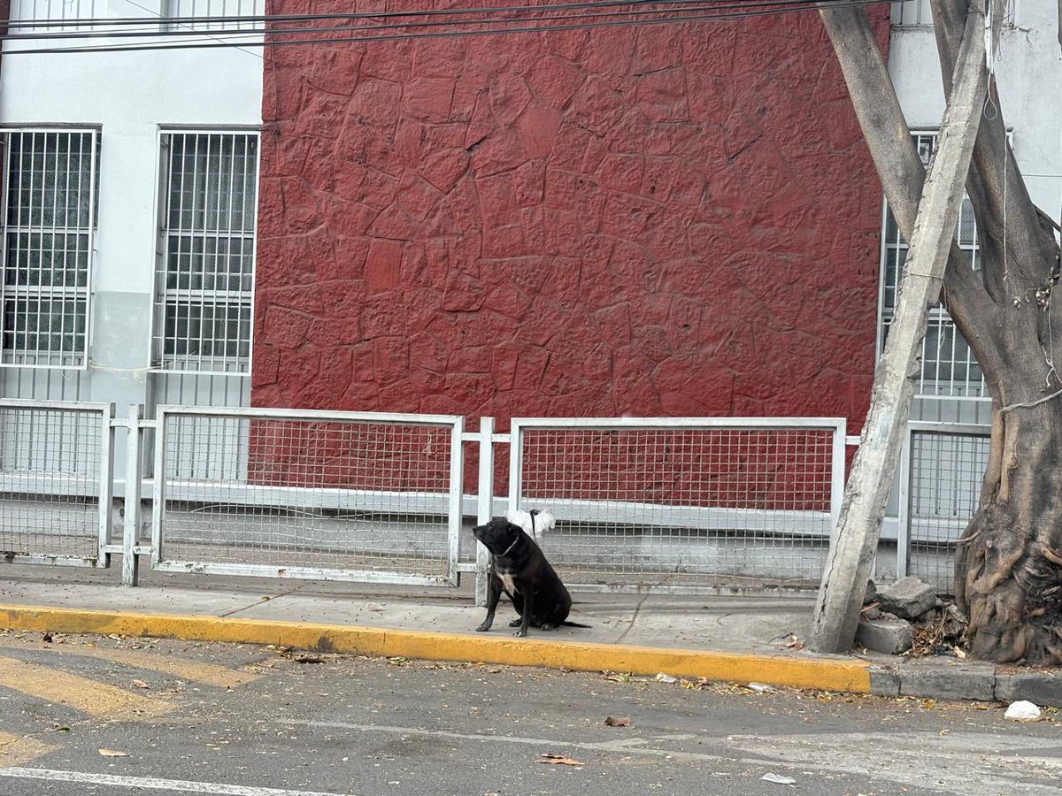 #ATENCION En redes sociales circula que en avenida biólogo, Maximino Martínez entre Norte 57 y Norte 67, en la colonia obrero popular de la alcaldía <a href="/AzcapotzalcoMx/">Alcaldía Azcapotzalco</a> al parecer alguien abandonó y amarró a la reja a esta perrita !! Se ve que ya está viejita #CDMX 1/2 <a href="/SSC_CDMX/">SSC CDMX</a>