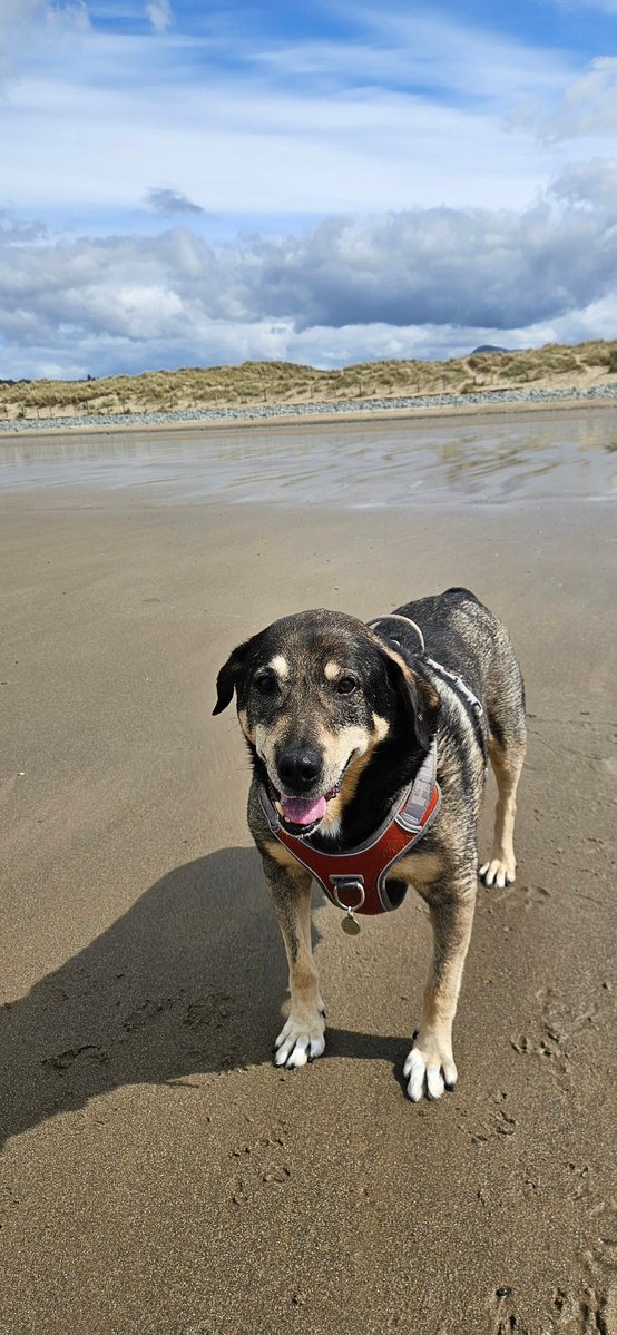 ktulu_r's tweet image. Stanley naganial siebpo wydmach, poganial po plazy, wymoczyl podwozie w slonej wodzie i teraz gotowy na powrot do domu. #Stanley