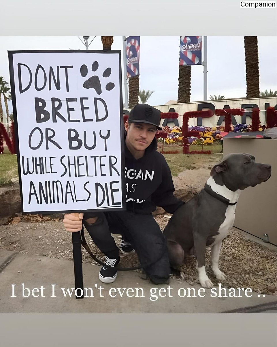 𝕏 Dogs tweet media