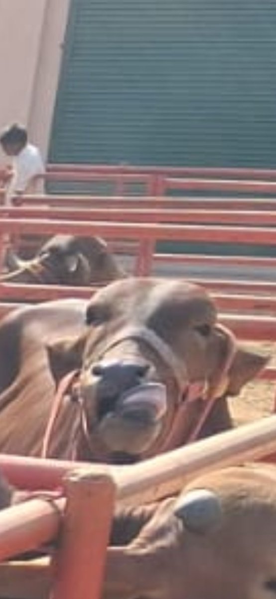 Udaybhaan tweet media