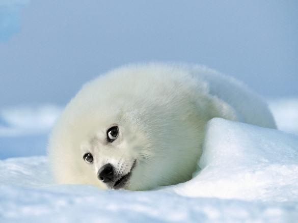 Shibetoshi Nakamoto tweet media