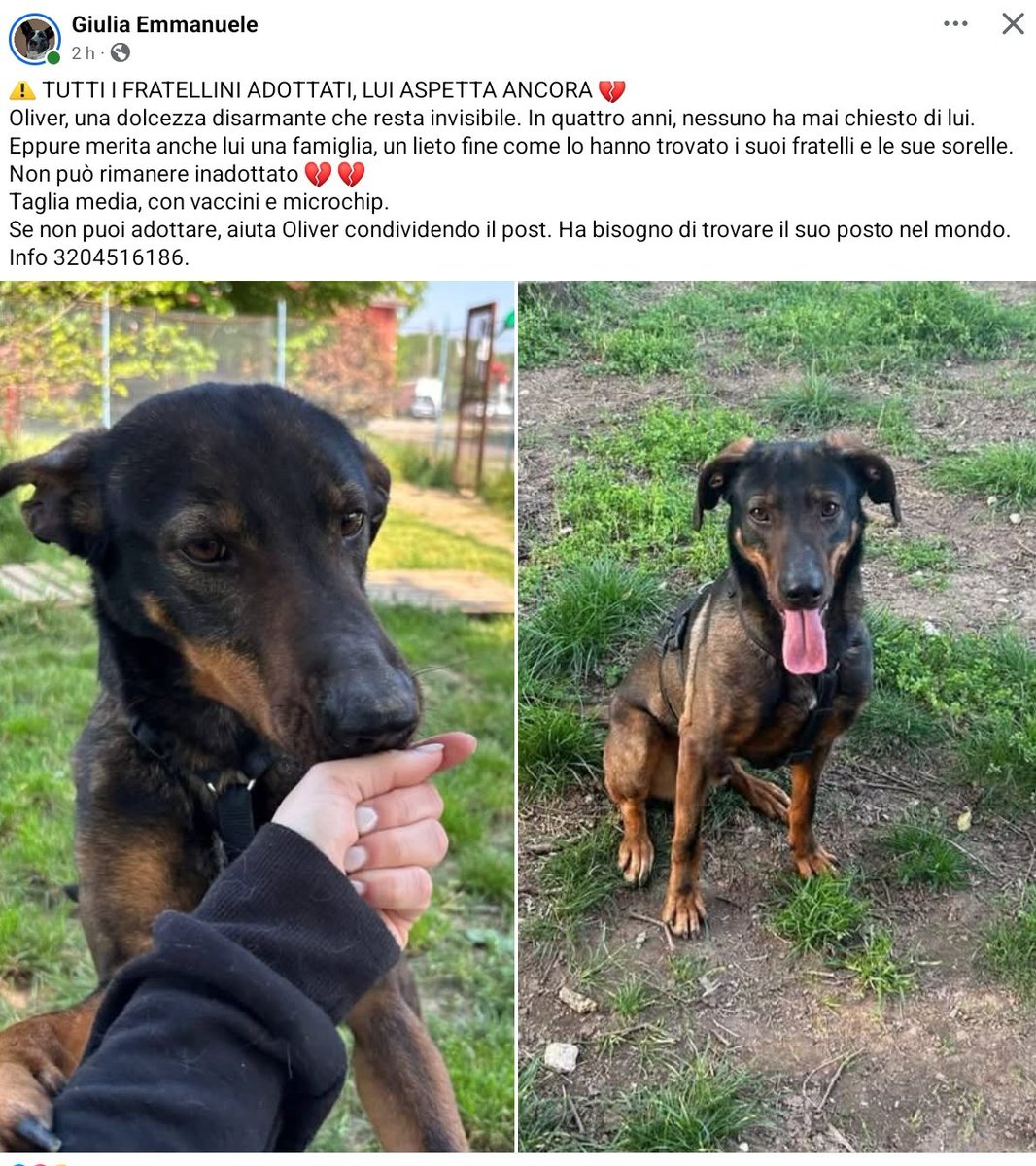 unonlus's tweet image. ma davvero #Oliver non fa innamorare nessuno ??😢😢 #cercafamiglia da tanto tempo ...
Chiamate per lui al 3406836518/ 3204516186