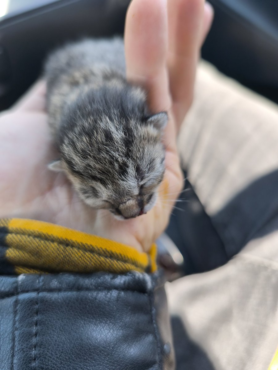 Malta, ontem estava com amigos e encontrámos este gato(a) no meio de uma passadeira. Recolhemos, levámos para casa, comprámos um biberão e leite especial para este pequeno(a). 

No entanto, a pessoa que ficou com ele não pode ter mais animais. Não tem, também, as condições para