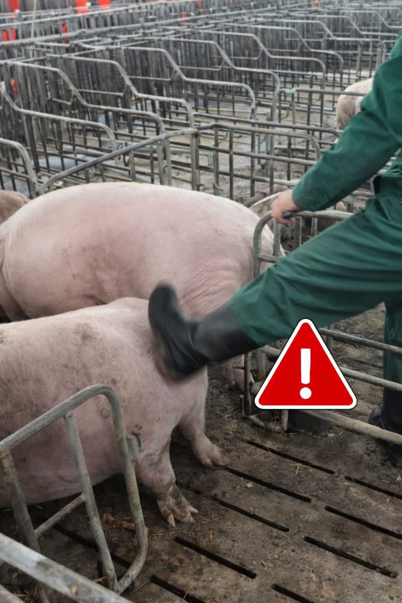 nasrene41's tweet image. #Vegan #PlantBased
What you see here isn’t food production… it’s suffering normalized. 💔🐖
If this feels wrong, it is.