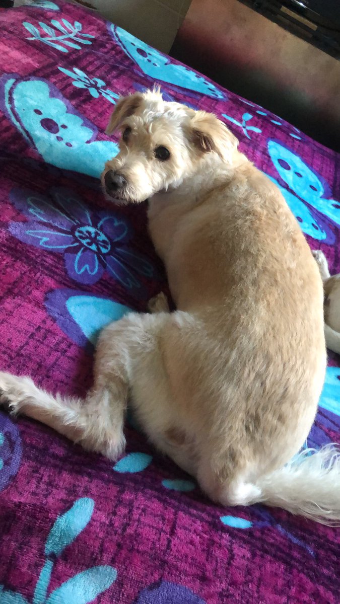 NenaRodrguez19's tweet photo. @Tiofelino Mi Luna 🥰 una gordita y el viejito que vienen todos los días a comer..🥰 https://t.co/hzVIzcdwT3