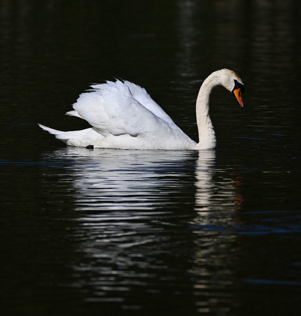 s_easterbrook's tweet image. A swan at Maple Lodge Reserve this morning @HMWTBadger @_BTO @BBCSpringwatch @RSPBbirders @Hertsbirds @WildlifeTrusts @Colne_Valley @CVBirding @Natures_Voice @RSPBEngland @ProtectMaple #wildlifephotography #birdphotography #wildlife